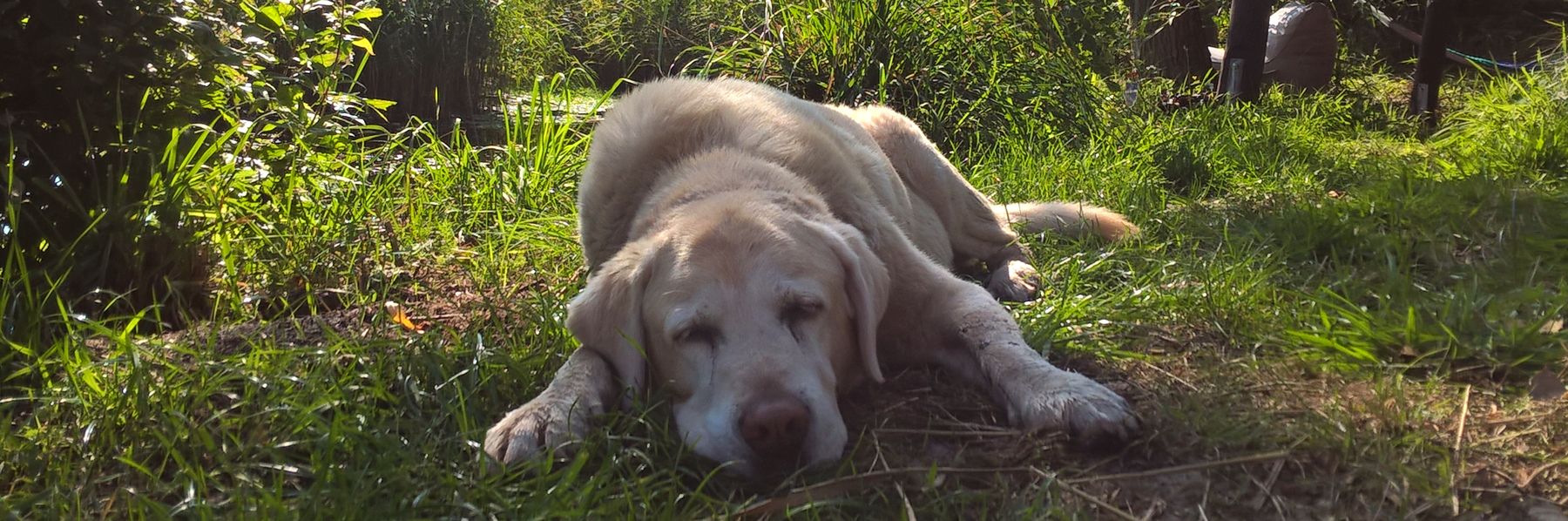 Hunde-Hof Wald & Wiese